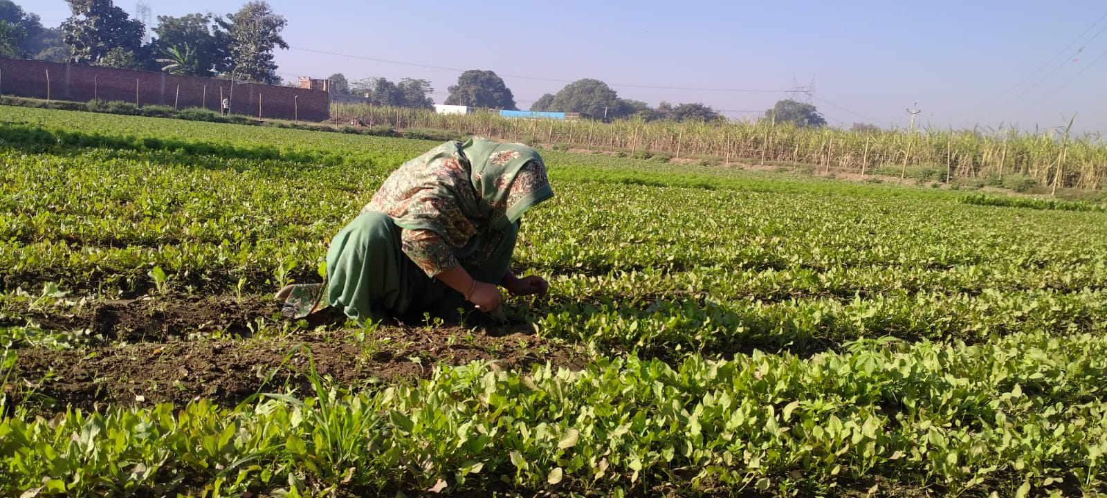 women in agriculture